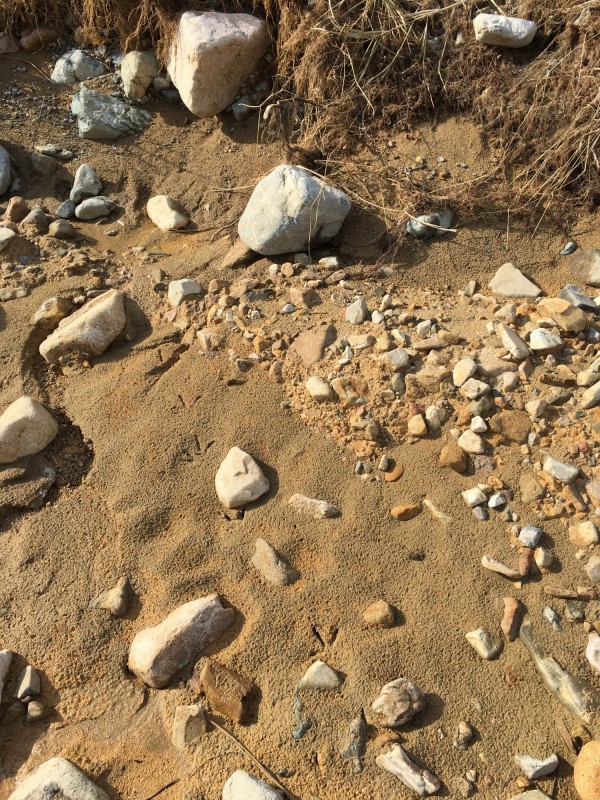 강변에서 발견한 새발자국.