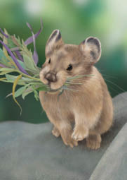 아메리칸 새앙토끼