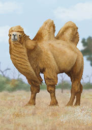 쌍봉낙타