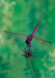 보라대모잠자리