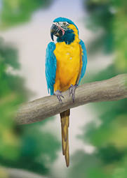 푸른목 금강앵무